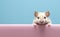 hamster peeking over pastel bright background. advertisement