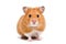 Hamster photo realistic illustration - Generative AI.