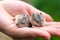 Hamster pups on palm