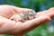 Hamster pups sleeping in palm