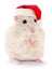Hamster in a red Santa Claus hat.