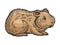 Hamster rodent pet animal sketch engraving vector