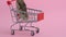 Hamster runs away and sits in shopping cart