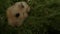 Hamster runs on green grass.
