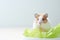 Hamster savoring wholesome lettuce, copy space