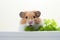 Hamster savoring wholesome parsley on a white background