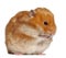 Hamster sitting against white background