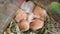 Hamster sleeps close-up. Six hamsters curled up lying and sleeping in a cage