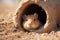 a hamster trying to fit into a rabbit burrow