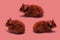 Hamsters on coral background