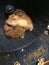 Hamsters sleeping in wheel