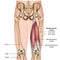 Hamstring muscle anatomy 3d medical  illustration on white background