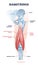 Hamstring posterior muscle anatomy with bones and ligaments outline diagram