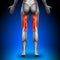 Hamstrings - Female Anatomy Muscles