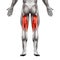 Hamstrings Male Muscles - Anatomy Muscle isolated on white - 3D