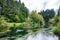 Hamurana Spring in Rotorua, New Zealand.