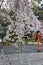 Hanami celebration in a Japanese park