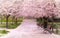 Hanami celebration in the little garden with the cherry tree avenue