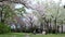 Hanami, picnic with friend to see Sakura, cherry blossom, Japan in April