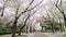 Hanami, picnic with friend to see Sakura, cherry blossom, Japan in April