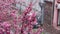 Hanami spring season. Close up of blooming sakura trees covering snow. Snowy weather. Passing cars in background