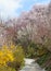 Hanamiyama (Mountain of flowers) park, Fukushima, Japan.