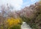 Hanamiyama (Mountain of flowers) park, Fukushima, Japan.