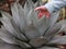 Hand in Agave Plant
