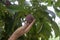 Hand of agriculturist harvested mangosteen fruit on the tree.