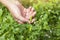 Hand of agriculturist are harvesting chili in the garden.