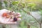 Hand of agriculturist are harvesting russia, red raspberry or rubus idaeus on tree in the garden.