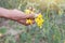 Hand of agriculturist is harvesting Sesbania flowers for cooking.