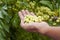 Hand of agriculturist holding Star gooseberry or Phyllanthus acidus.