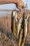 Hand angler holds many caught fish pike hanging on Kukan.