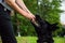 Hand of anonymous person trying to taking away tennis ball from cute dog german shepherd while playing in park on sunny day.