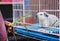 Hand of asian girl feeding vegetables to cavia porcellus pig small pet rodent in cage