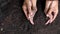 Hand of an asian mother and girl Both hands were holding the black soil in their palms. Is to prepare the soil for planting