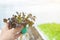 Hand of asian woman gardener hold cup of small red coral lettuce with rang of green oak in greenhouse hydroponics in background,he