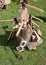 Hand Axes and Hatchets in Hardwood Stump