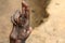 Hand of a baby bonobo