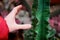 Hand on the background of a large cactus with thorns. Danger of being pricked by a cactus needle