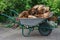 Hand barrow with splitted firewood