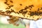 Hand of a beekeeper with glove holding a bee hive