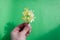 Hand with beige overgrown nails holds a sprig of fresh hyacinth flower on a green background