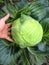 The hand and big head of ripe and green cabbage