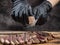 Hand in black glove scratch Himalayan stone salt to sliced beef steak on wooden cutting board.