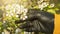 Hand in black sterile glove touches cherry tree blossom