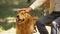 Hand of blind man stroking guide dog, purebred golden retriever, obedient pet