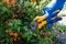 A hand in a blue latex glove holds a yellow pruner