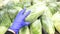 Hand in a blue medical glove holds green Beijing cabbage packed in food cellophane in a quarantine store during the coronavirus